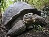 Galapagos
